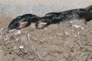 06-7029 Swallow Fledglings (Hirundo rustica) in Nest